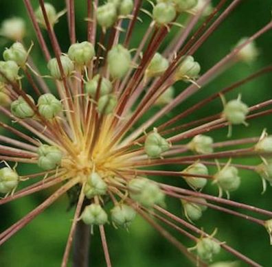 Igelkolben Lauch - Allium schubertii