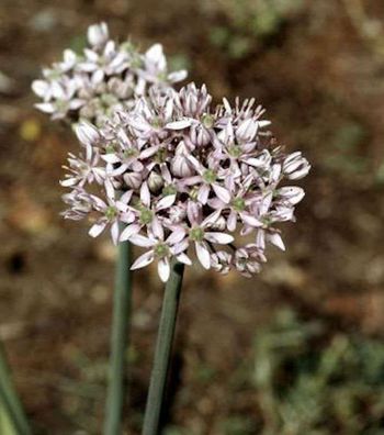 Zier Lauch - Allium nigrum