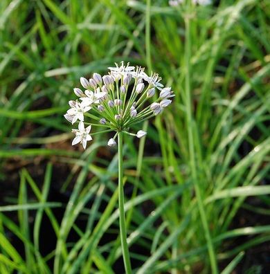 Schnittknoblauch - Allium tuberosum