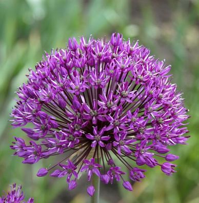 Riesenlauch - Allium giganteum