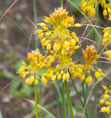 Gelber Lauch - Allium flavum