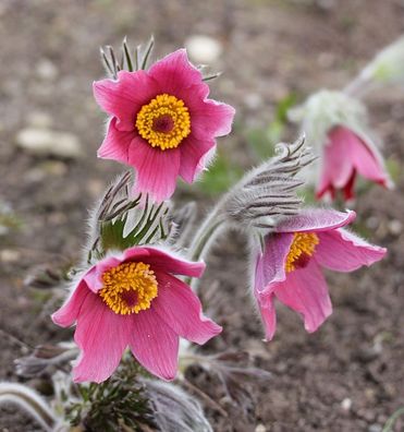 Küchenschelle Rubra - Pulsatilla vulgaris