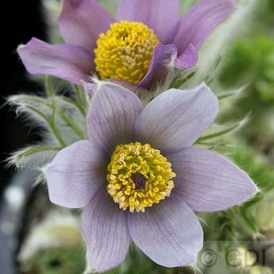 Küchenschelle Blaue Glocke - Pulsatilla vulgaris