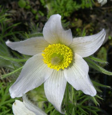 Küchenschelle Weißer Schwan - Pulsatilla vulgaris