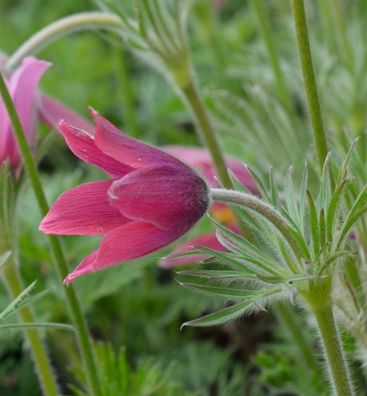 Küchenschelle Rote Glocke - Pulsatilla vulgaris