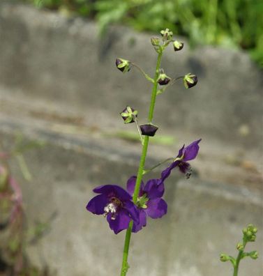 Phönizische Königskerze Violetta - Verbascum phoeniceum