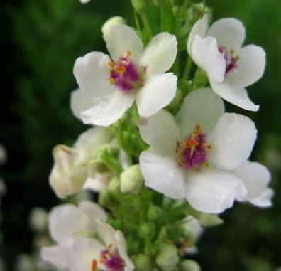 Königskerze Album - Verbascum nigrum