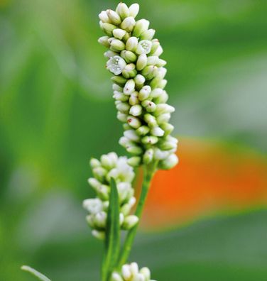 Kerzenknöterich White Eastfield - Persicaria amplexicaulis