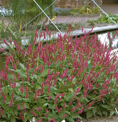 Kerzenknöterich J S Delgado Macho - Persicaria amplexicaulis