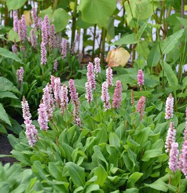 Kerzenknöterich Rowden Gem - Persicaria amplexicaulis