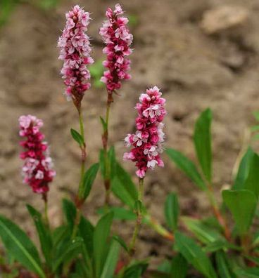 Schneckenknöterich Superba - Persicaria affinis