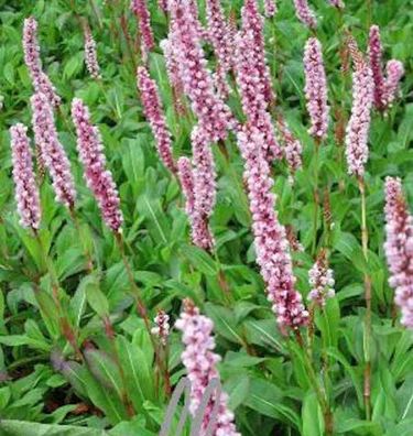 Schneckenknöterich Darjeeling Red - Persicaria affinis