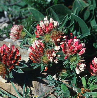 Wundklee Coccinea - Anthyllis vulneraria