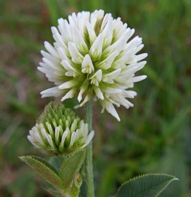 Berg-Klee - Trifolium montanum