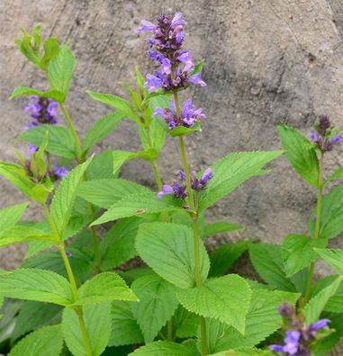 Großblättrige Katzenminze - Nepeta kubanica