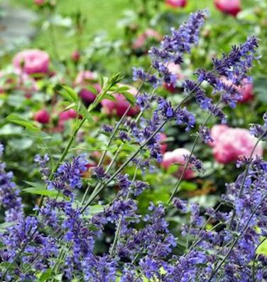 Katzenminze Pool Bank - Nepeta grandiflora