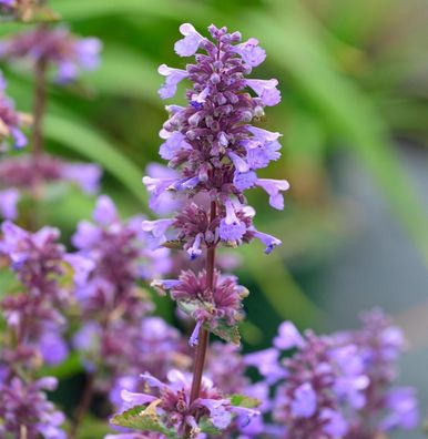 Katzenminze Blue Danube - Nepeta grandiflora