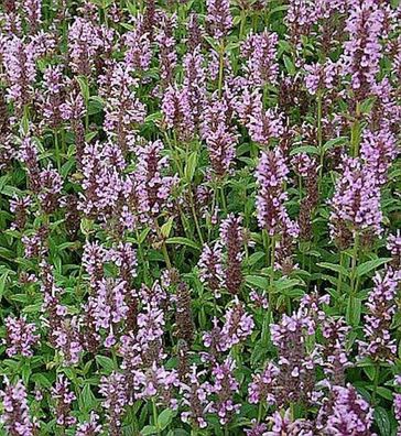 Kaschmir Katzenminze Pink Cat - Nepeta nervosa