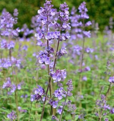 Katzenminze Odeur Citron - Nepeta grandiflora