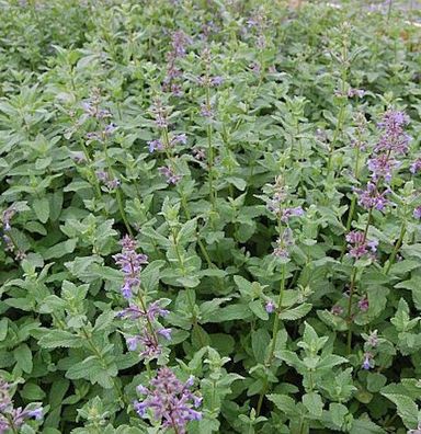 Katzenminze Bramdean - Nepeta grandiflora