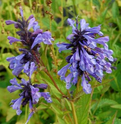 Sibirische Katzenminze - Nepeta sibirica