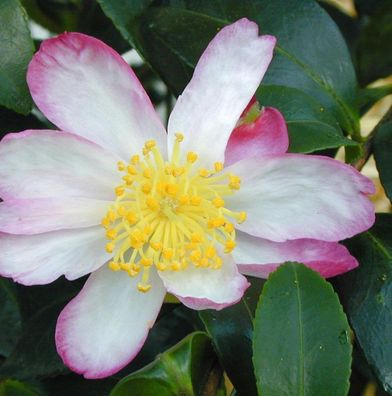 Herbstblühende Kamelie Rainbow 30-40cm - Camellia sasanqua