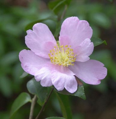 Herbstblühende Kamelie Cleopatra 40-60cm - Camellia sasanqua