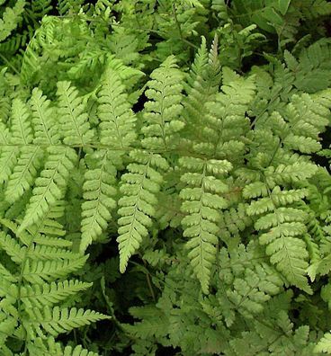 Breitwedel-Dornfarn - Dryopteris austriaca