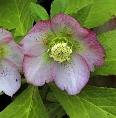 Christrose Lenzrose Pink Lady - Helleborus orientalis