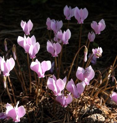 Herbst Alpenveilchen - Cyclamen hederifolium