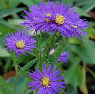 Rauhblattaster Sailor Boy - Aster novae angliae