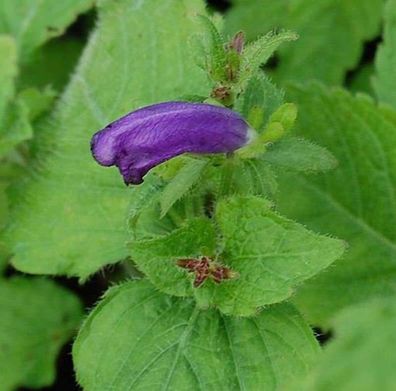 Otternkopf Blue Carpet - Strobilanthes atropurpureus