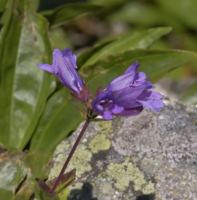 Berg-Bartfaden - Penstemon alpinus