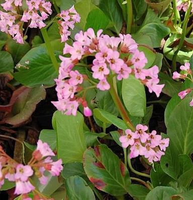 Bergenie Oeschberg - Bergenia cordifolia