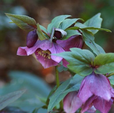 Christrose Lenzrose Red Hybrids - Helleborus orientalis