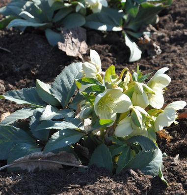 Christrose Lenzrose Double Ellen White - Helleborus orientalis