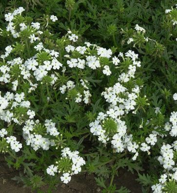 Eisenkraut White Spires - Verbena hastata