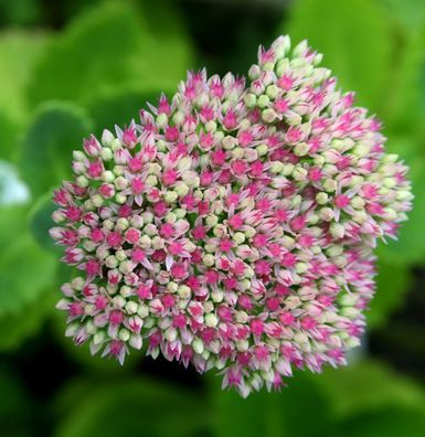 Große Fetthenne Seduction Pink Passion - Sedum telephium