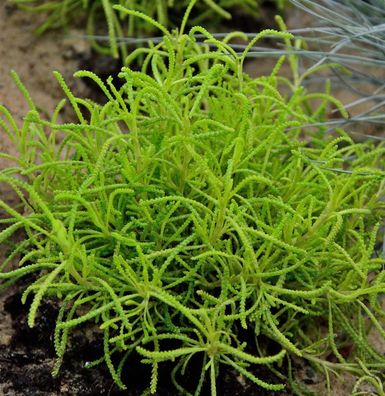 Heiligenkraut Lemon Fizz - Santolina chamaecyparissus