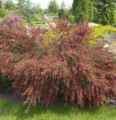 Edelginster Lena 30-40cm - Cytisus scoparius