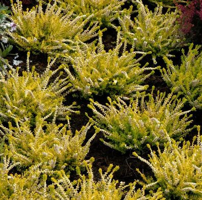 10x Besenheide Sesam - Calluna vulgaris