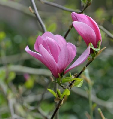 Magnolie Galaxy 80-100cm - Magnolia