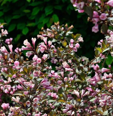 Rötliche Zwerg-Weigelie 40-50cm - Weigela