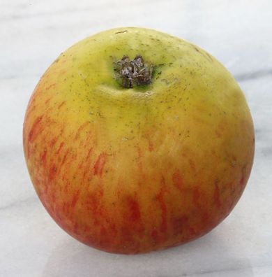 Apfelbaum Lanes Prinz Albert 60-80cm - fest und feinwürzig