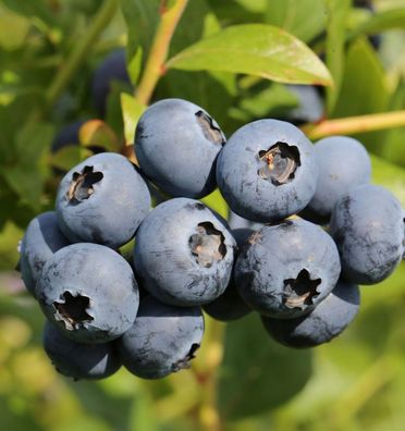 Hochstamm Heidelbeere Goldtraube 60-80cm - Vaccinium corymbosum