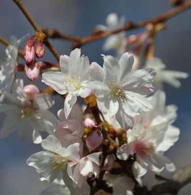 Schneekirsche Winterkirsche 100-125cm - Prunus subhirtella