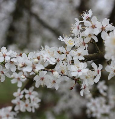 Wildpflaume 60-80cm - Prunus cerasifera