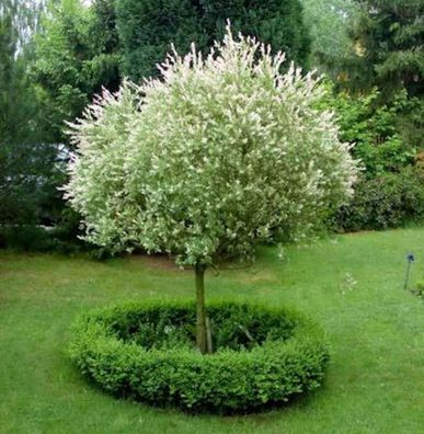 Hochstamm Zierweide Hakuro Nishiki 100-125cm - Salix integra