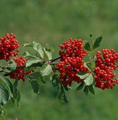 Rote Holunder 60-80cm - Sambucus racemosa