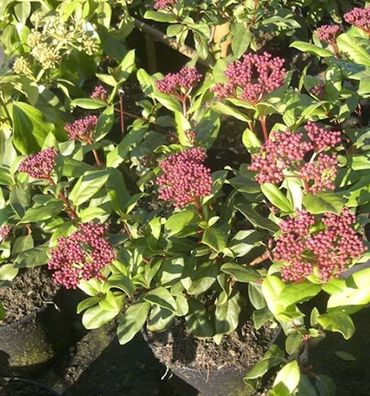 Mittelmeer Schneeball Gwenllian 30-40cm - Viburnum tinus